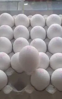 پخش تخم‌مرغ عمده و جزئی