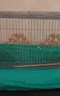 قفس پرنده