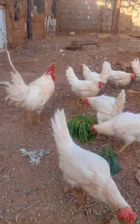 فروش مرغ
