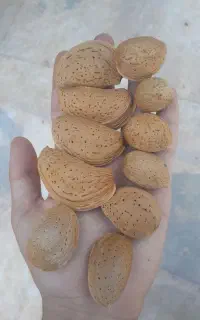 بادام شیرین