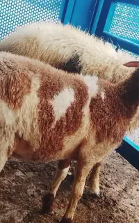 بره ماده پلنگی