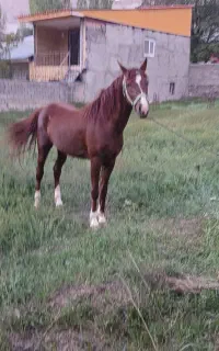 اسب نریان تعزیه ، سواری 5 ساله