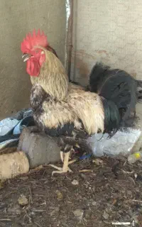 خروس