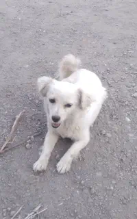 سگ پاکوتاه خانگی