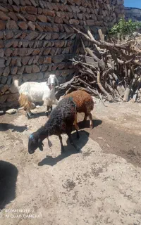 میش و بره