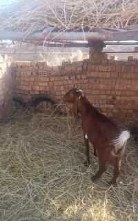 بز پاکستانی ۳عدد فوری