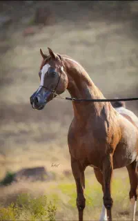 اسب مادیان عرب آبستن از سیلمی ونداد