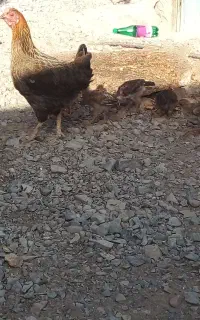 یک عددمرغ با ۶ تا جوجه محلی