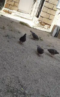 کبوتر