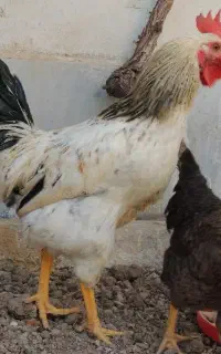 خروس