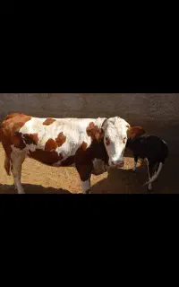 تلیسه چاق