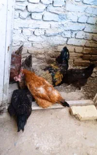 مرغ یکساله تخمگذار