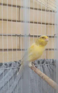 قناری دهن زن