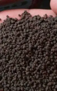 چای کله مورچه ای