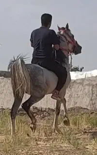 اسب فروشی
