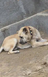 سرابی اصل