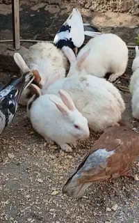خرگوش
