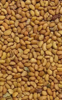 فروش بذر یونجه