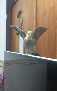 گمشده