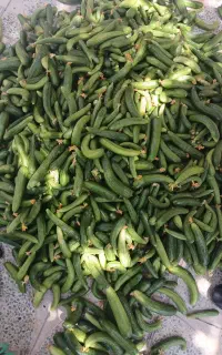 خیار محلی درجه یک