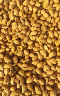 خریدو فروش بادام قیمت تجاری