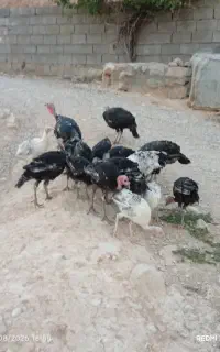 فروش بوقلمون