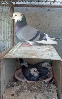 نر شازده با جوجه
