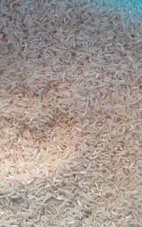 برنج محلی