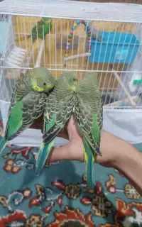 اسباب بازی
