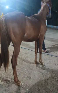 اسب