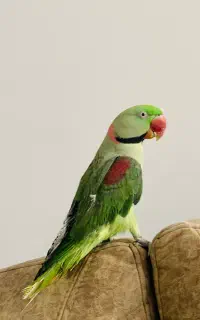 شاه طوطی نر کلام دار