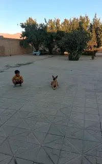 سگ‌شیش‌ماه