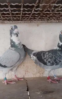 ابلغ سبز
