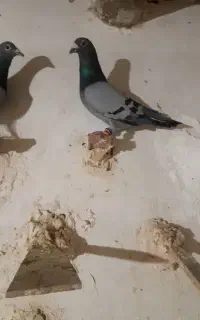 کفتر