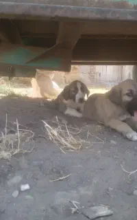 توله سگ