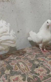 کبوتر