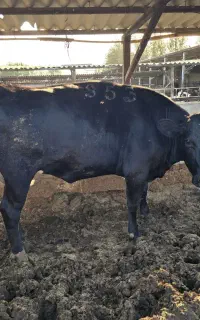 گوساله ماده چاق