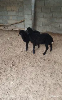 2 راس بره افشاری دم خانه