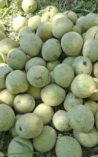 گردو پوست کاغذی