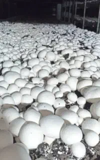 پخش قارچ دکمه عمده / تک