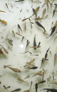 ماهی گوپی