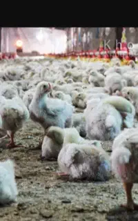 جوجه گوشتی راس308