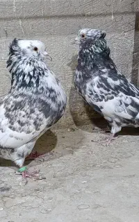 جفت کبوتر سرنج و گرگی سرخ
