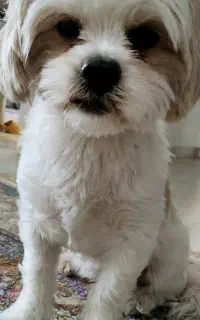 گمشده