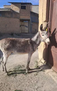 خر جوان فروشی