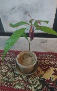 درخت انبه