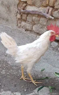 خروس جوان