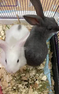 خرگوش