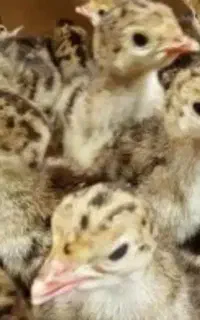 اموزش پرورش بو قلمون و بلدرچین و مرغ تخم گذار ..