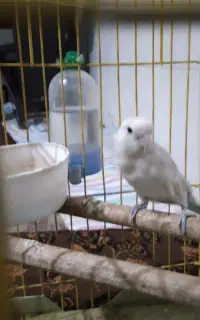 طوطی برزیلی با قفس